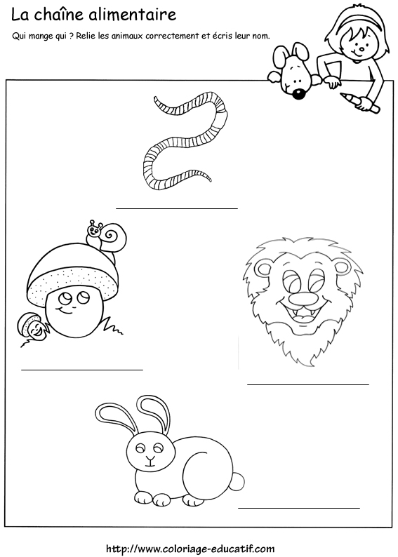 chaine_alimentaire_coloriage.jpg