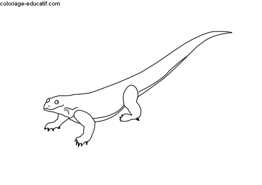 coloriage-dragon_03.gif