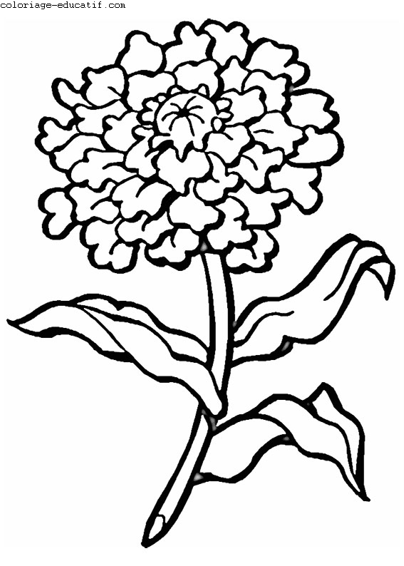 coloriagedefleurs02.gif