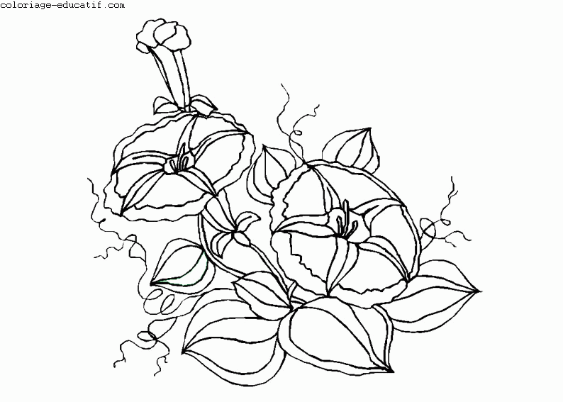 coloriagedefleurs07.gif