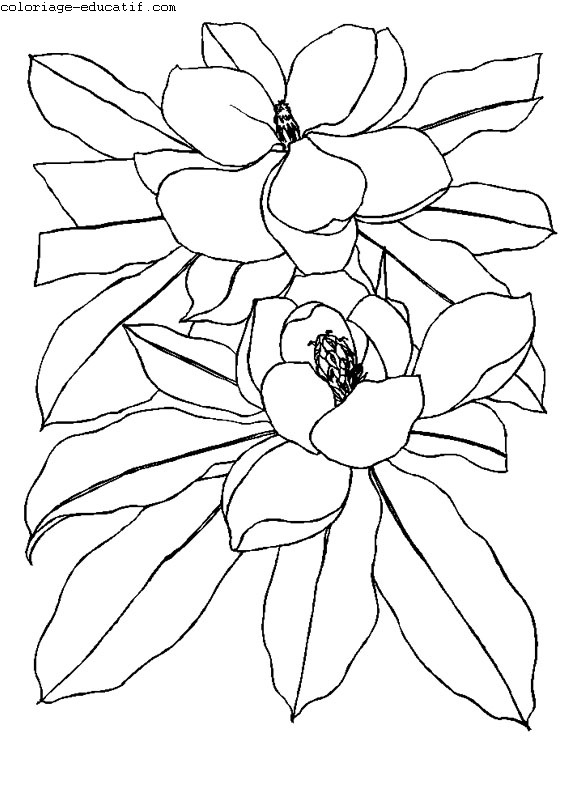 coloriagedefleurs08.gif