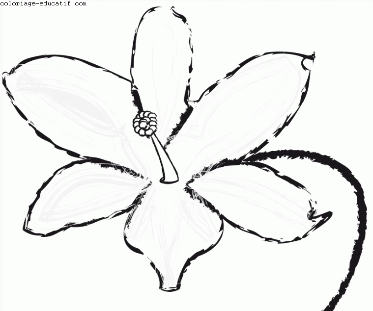 coloriagefleurs2.gif