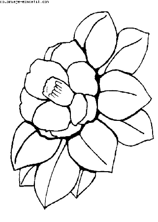coloriagedefleurs05.gif