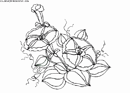 coloriagedefleurs07.gif