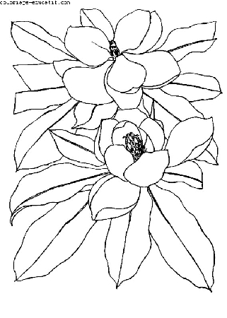 coloriagedefleurs08.gif