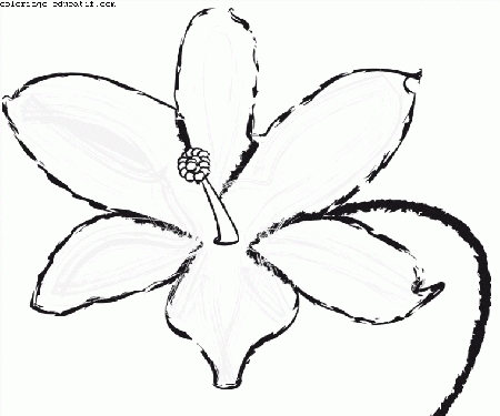 coloriagedefleurs2.gif