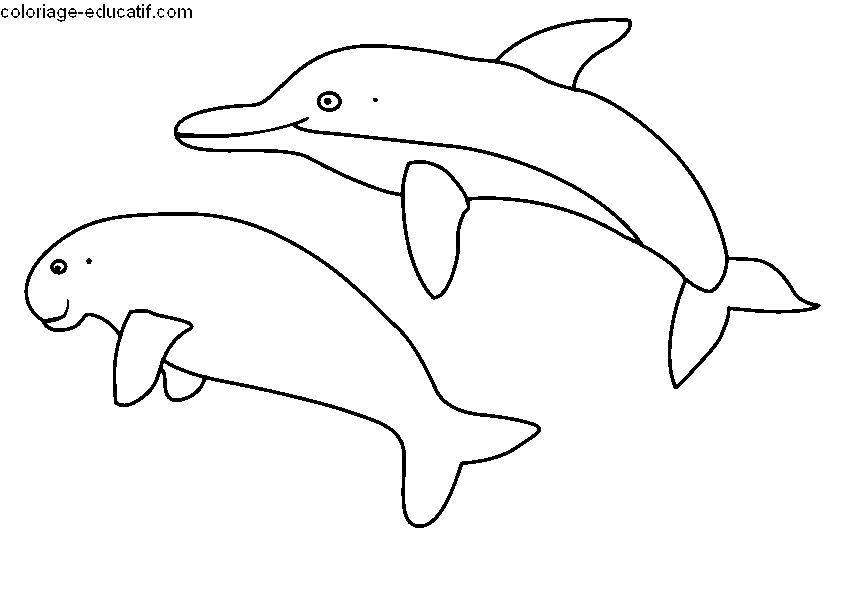 Ocean_Animals.gif