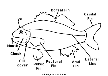 coloriagepoissons_23.gif