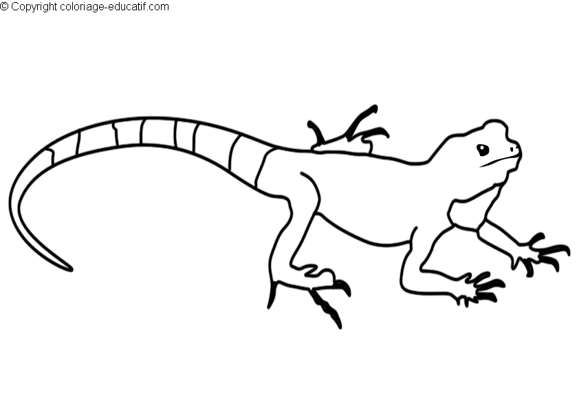 coloriagedinosaurecommon_iguana.gif