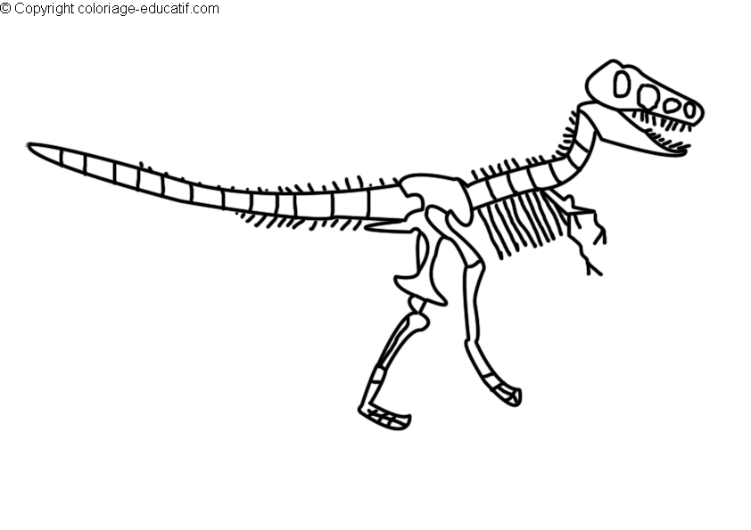 coloriagedinosauretyrannosaurus_rex_skeleton.gif