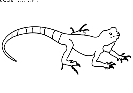 coloriagedinosaurecommon_iguana.gif