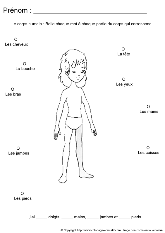apprendrecorpshumain105.gif