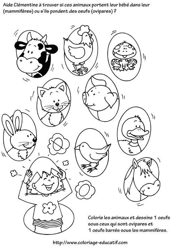 coloriage_aide_Clementine_a_trouver_les_ovipares_et_les_mammiferes.gif