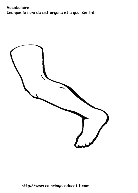 coloriage_la_jambe.gif