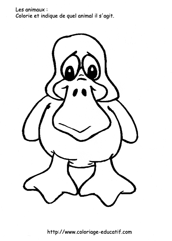 coloriage_le_canard_malheureux.gif