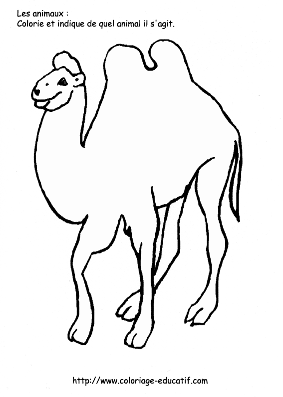 coloriage_le_chameau.gif