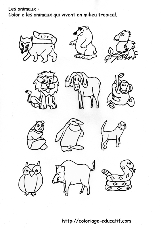 coloriage_milieu_tropical.gif