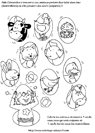 coloriage_aide_Clementine_a_trouver_les_ovipares_et_les_mammiferes.gif