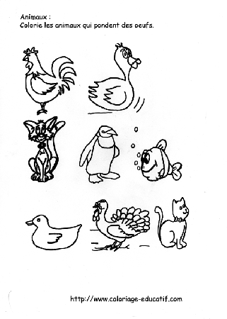 coloriage_animaux_ovipare_.gif