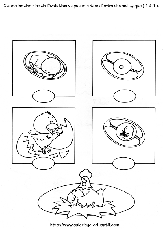 coloriage_l_evolution_du_poussin.gif