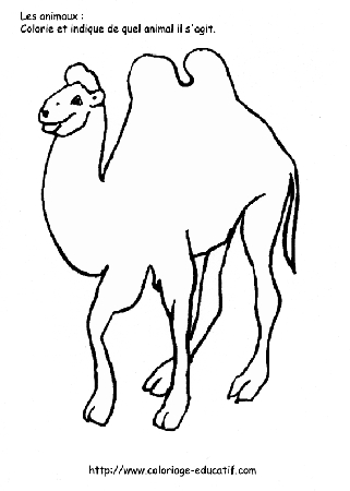 coloriage_le_chameau.gif