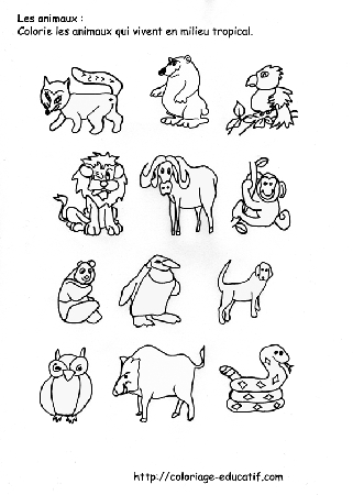 coloriage_milieu_tropical.gif