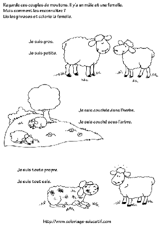 coloriage_reconnaissance_de_moutons.gif