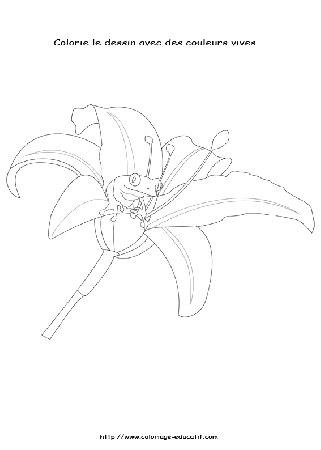 Dessin_lys.gif
